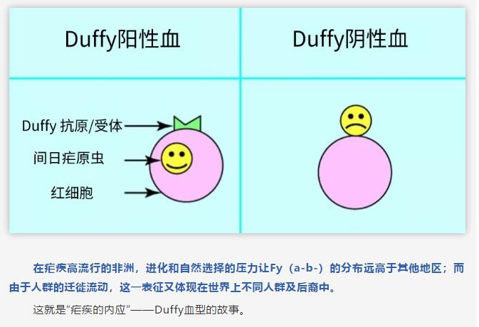 “通敌”的Duffy血型(图6)
